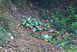 Mealy Amazonborder=